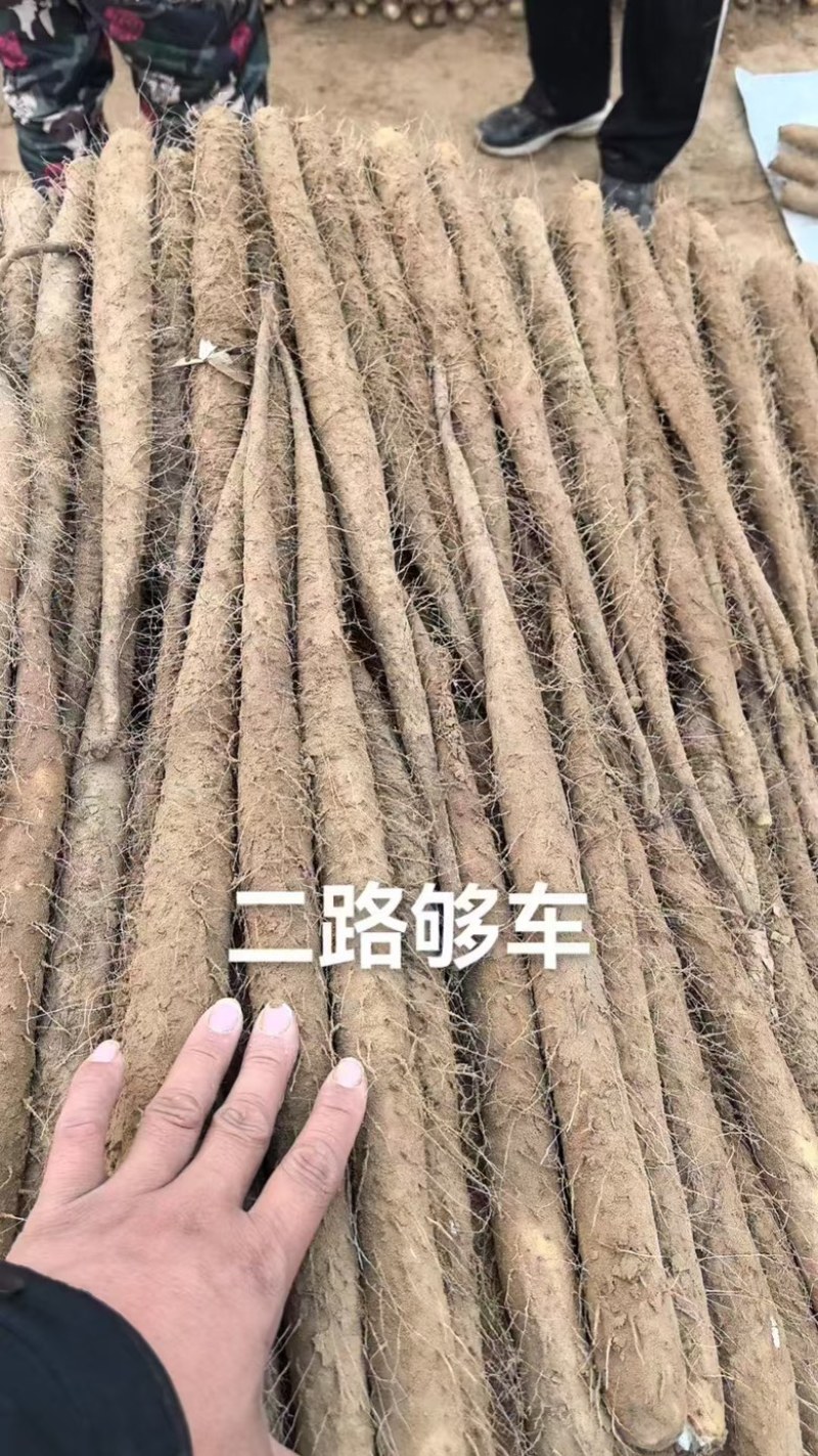 【河北】精选双棒山药保质保量品质保障视频看货