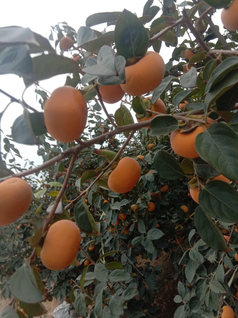 杨丰甜柿