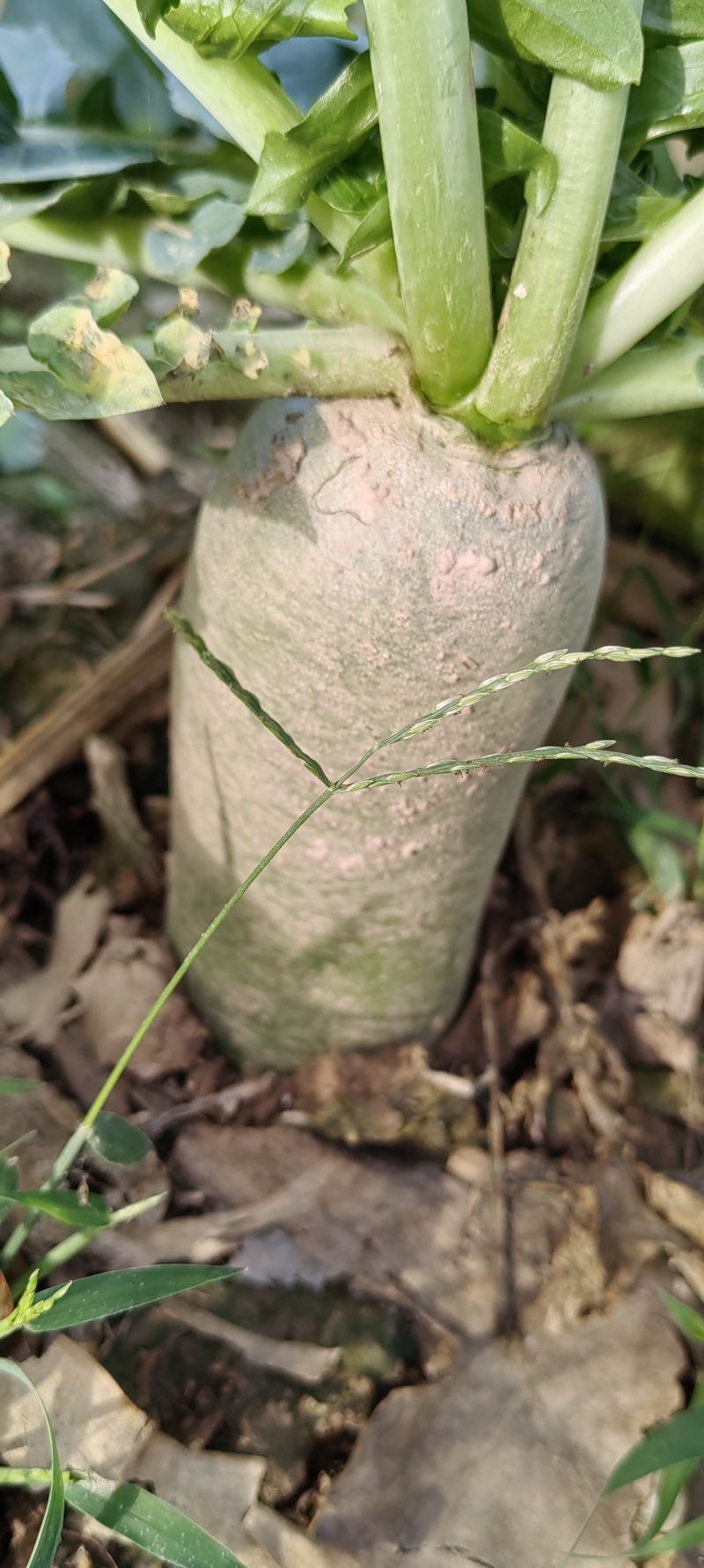 河南商丘水果萝卜大量上市
