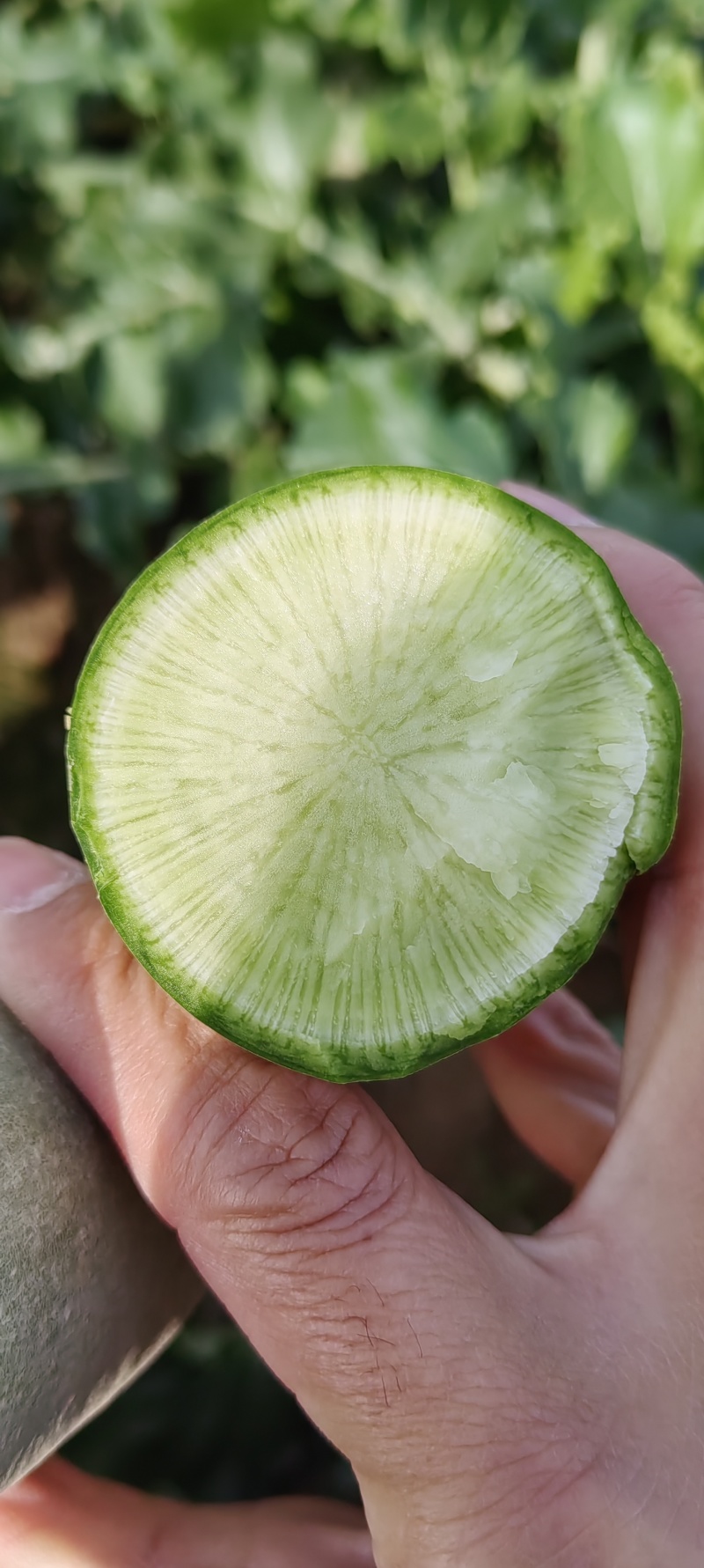 河南商丘水果萝卜大量上市