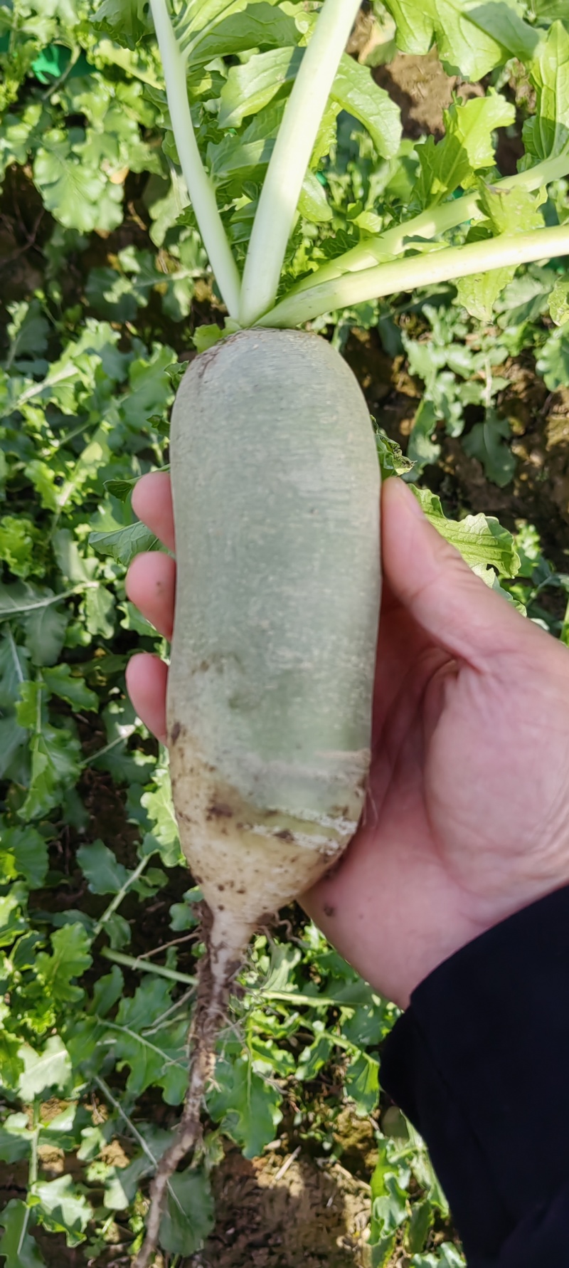 河南商丘水果萝卜大量上市