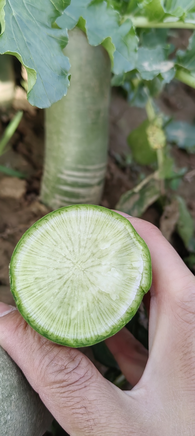 河南商丘水果萝卜大量上市