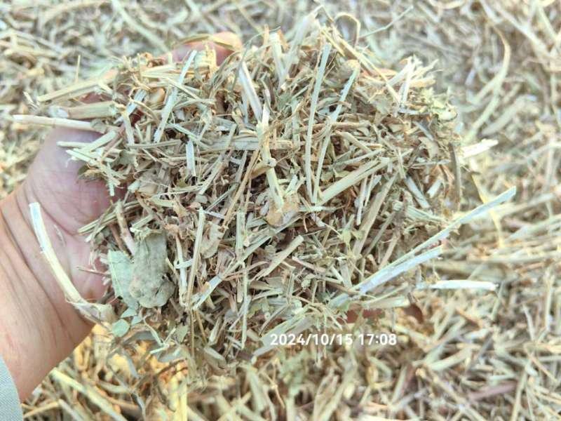 优质花生秧草