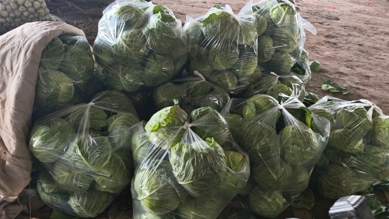 精品甘蓝，品质保证大量有货，现摘现发，欢迎选购