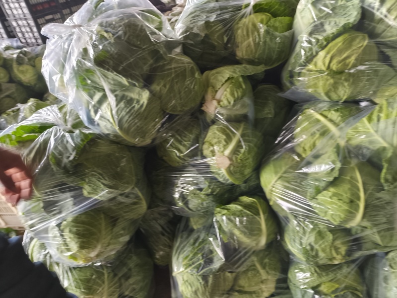 精品甘蓝，品质保证大量有货，现摘现发，欢迎选购
