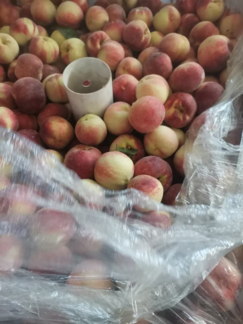 金秋红蜜，迎霜红，桃子，个大表光好，糖度高
