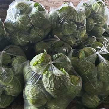 精品甘蓝，品质保证大量有货，现摘现发，欢迎选购