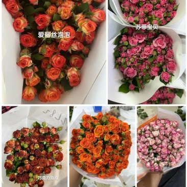 多头玫瑰，一手货基地直发，质量保证，量大优惠来电合作。