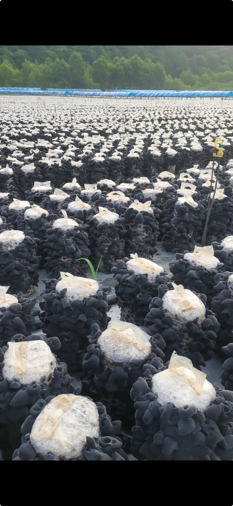 小云耳黑木耳秋耳冬耳各种包装质量可对比