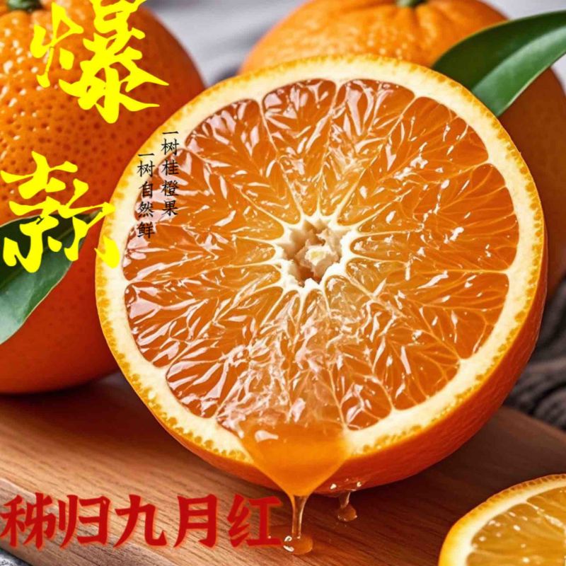 【九月红脐橙】产地直供，现摘现发，拒绝科技狠活一件也包邮