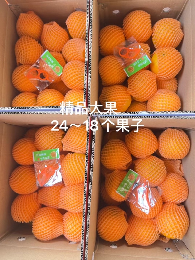 【九月红脐橙】产地直供，现摘现发，拒绝科技狠活一件也包邮