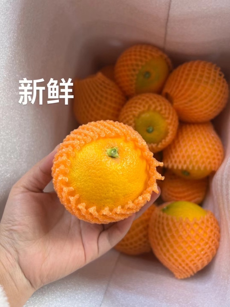 【九月红脐橙】产地直供，现摘现发，拒绝科技狠活一件也包邮