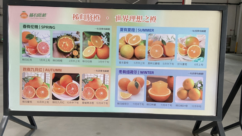 【九月红脐橙】产地直供，现摘现发，拒绝科技狠活一件也包邮