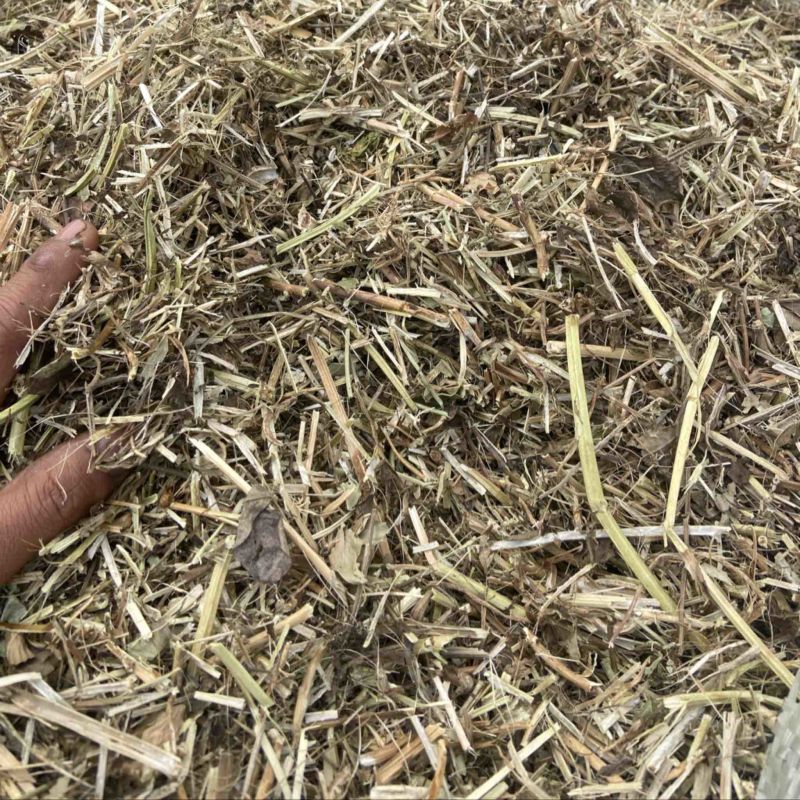 花生秧牛羊马草料全绿。二次加工滚桶无土无膜无霉优质花生秧