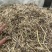 花生秧牛羊马草料全绿。二次加工滚桶无土无膜无霉优质花生秧