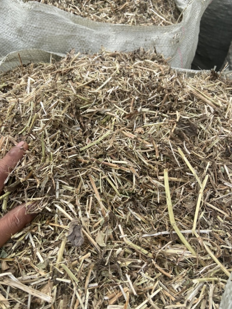 花生秧牛羊马草料全绿。二次加工滚桶无土无膜无霉优质花生秧
