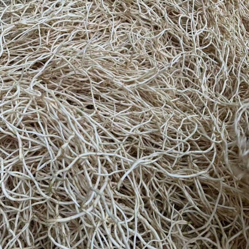 基地源头货源鱼腥草洗根，现挖现发