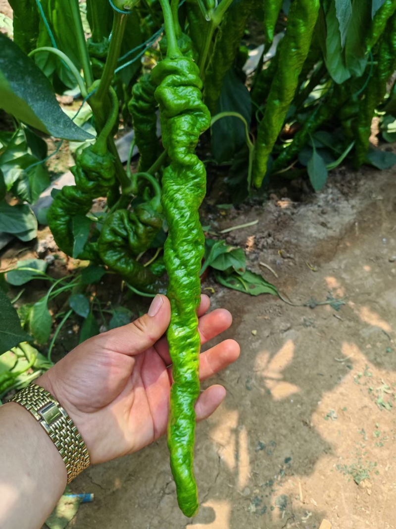 螺丝椒苗，牛角椒苗，羊角椒苗，线椒苗