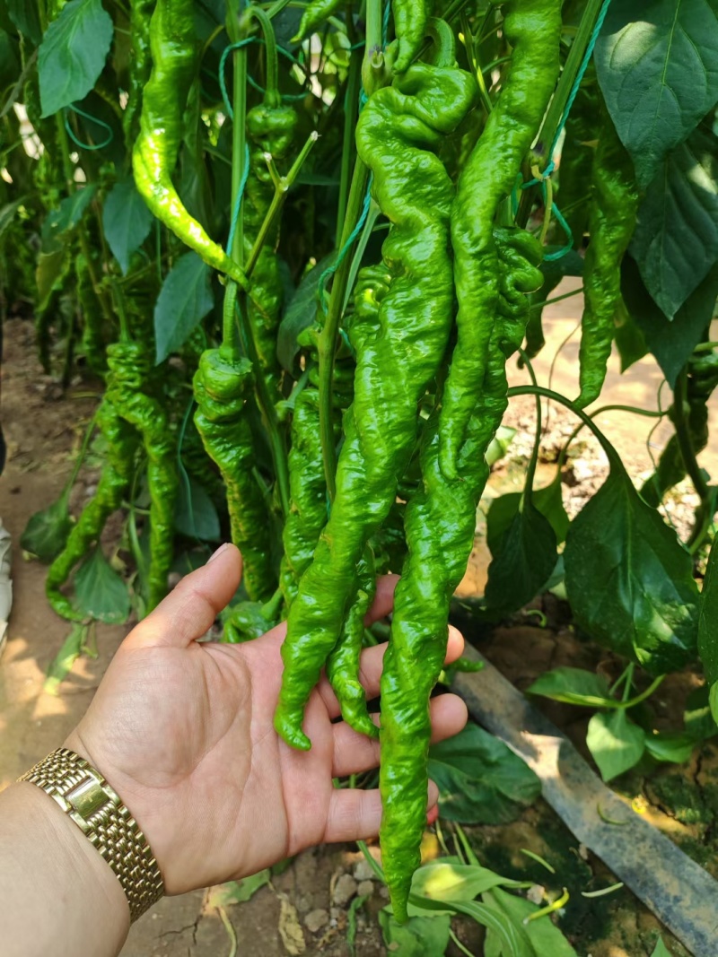 螺丝椒苗，牛角椒苗，羊角椒苗，线椒苗