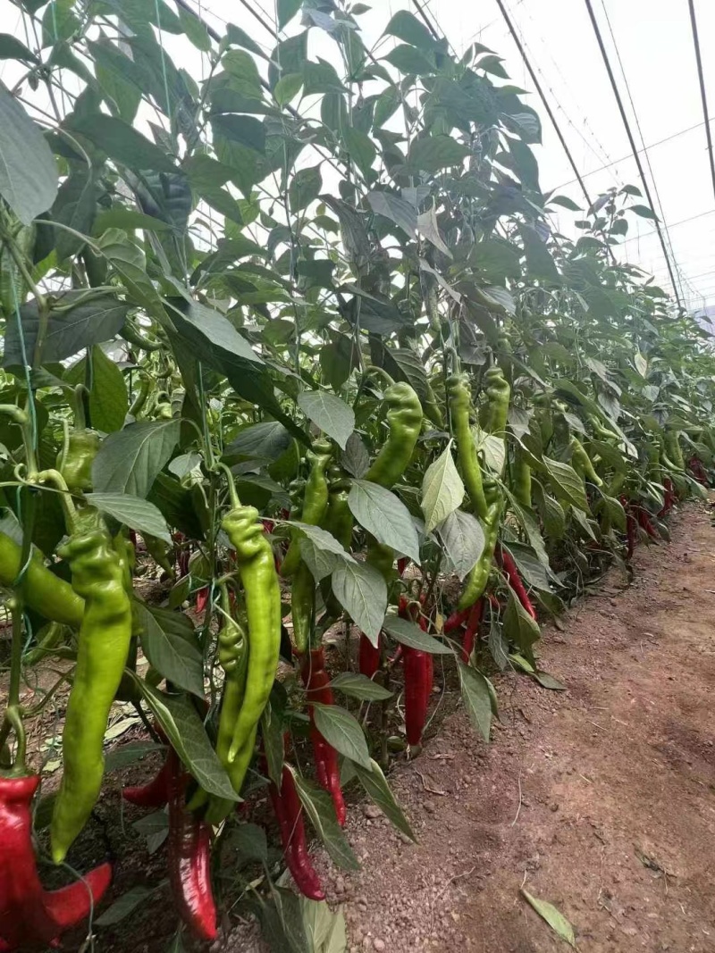 螺丝椒苗，牛角椒苗，羊角椒苗，线椒苗