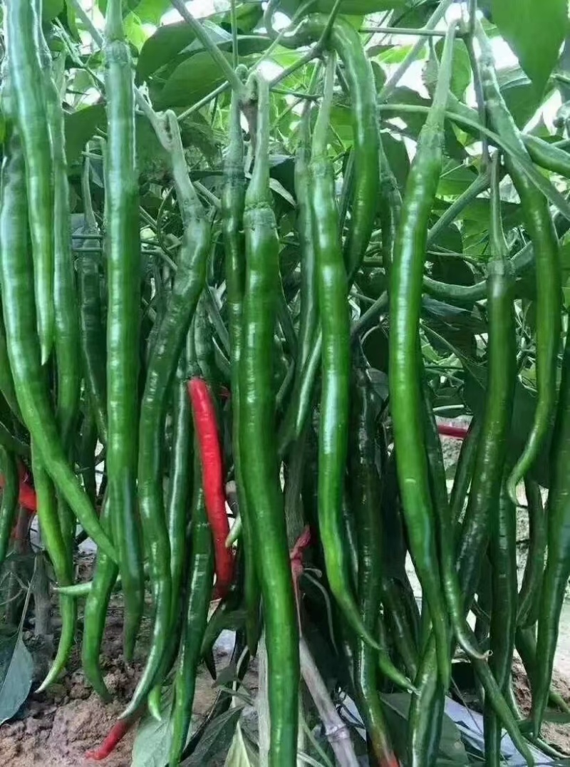 螺丝椒苗，牛角椒苗，羊角椒苗，线椒苗