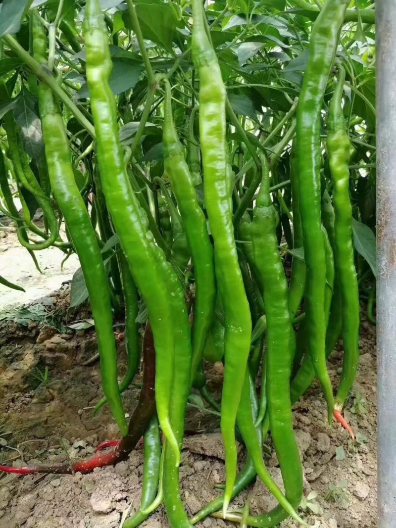 螺丝椒苗，牛角椒苗，羊角椒苗，线椒苗