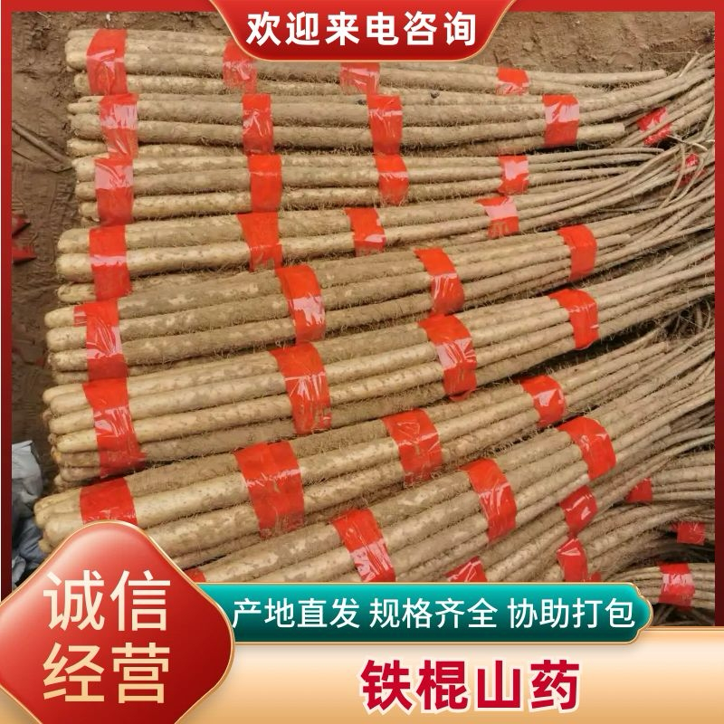 优选铁棍山药保质保量诚信经营大量出货有一级大货二路货