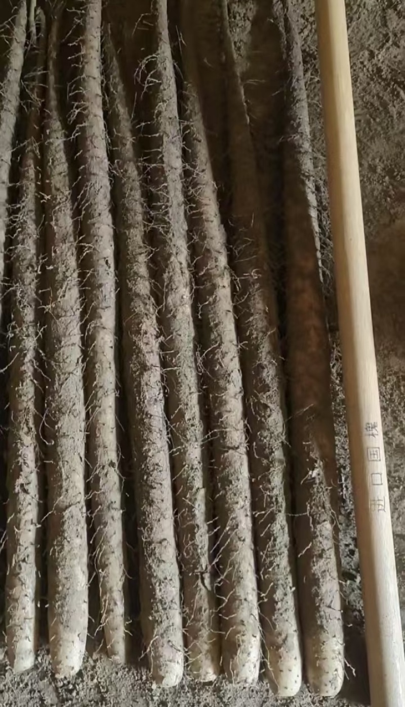 优选铁棍山药保质保量诚信经营大量出货有一级大货二路货