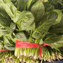 菠菜，我们这里的菠菜种植历史悠久，货量大，品质好