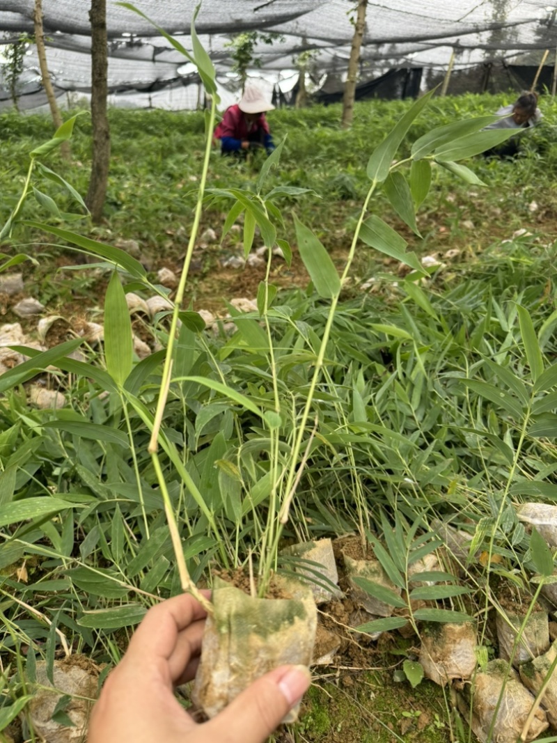 方竹苗