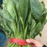 菠菜，我们这里的菠菜种植历史悠久，货量大，品质好