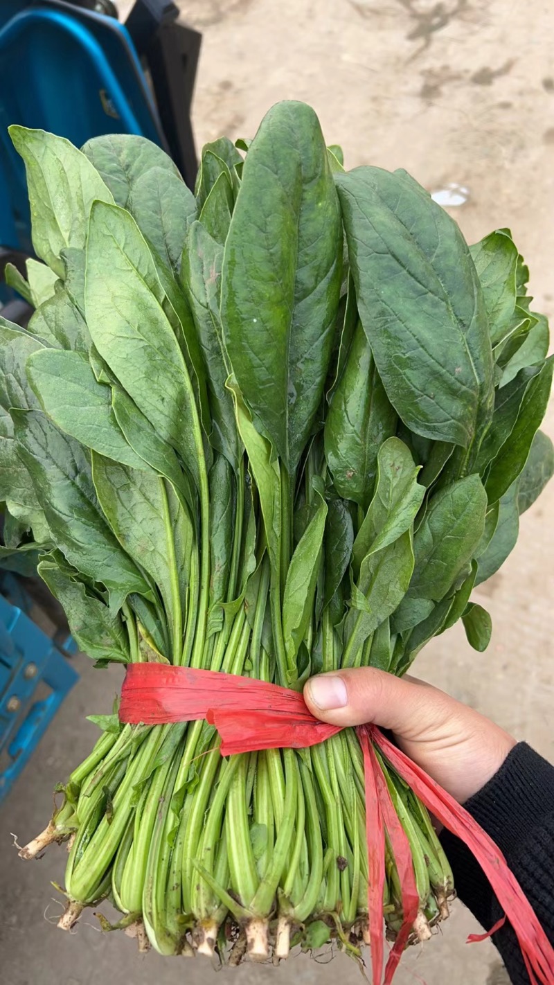 菠菜，我们这里的菠菜种植历史悠久，货量大，品质好