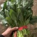 菠菜，我们这里的菠菜种植历史悠久，货量大，品质好