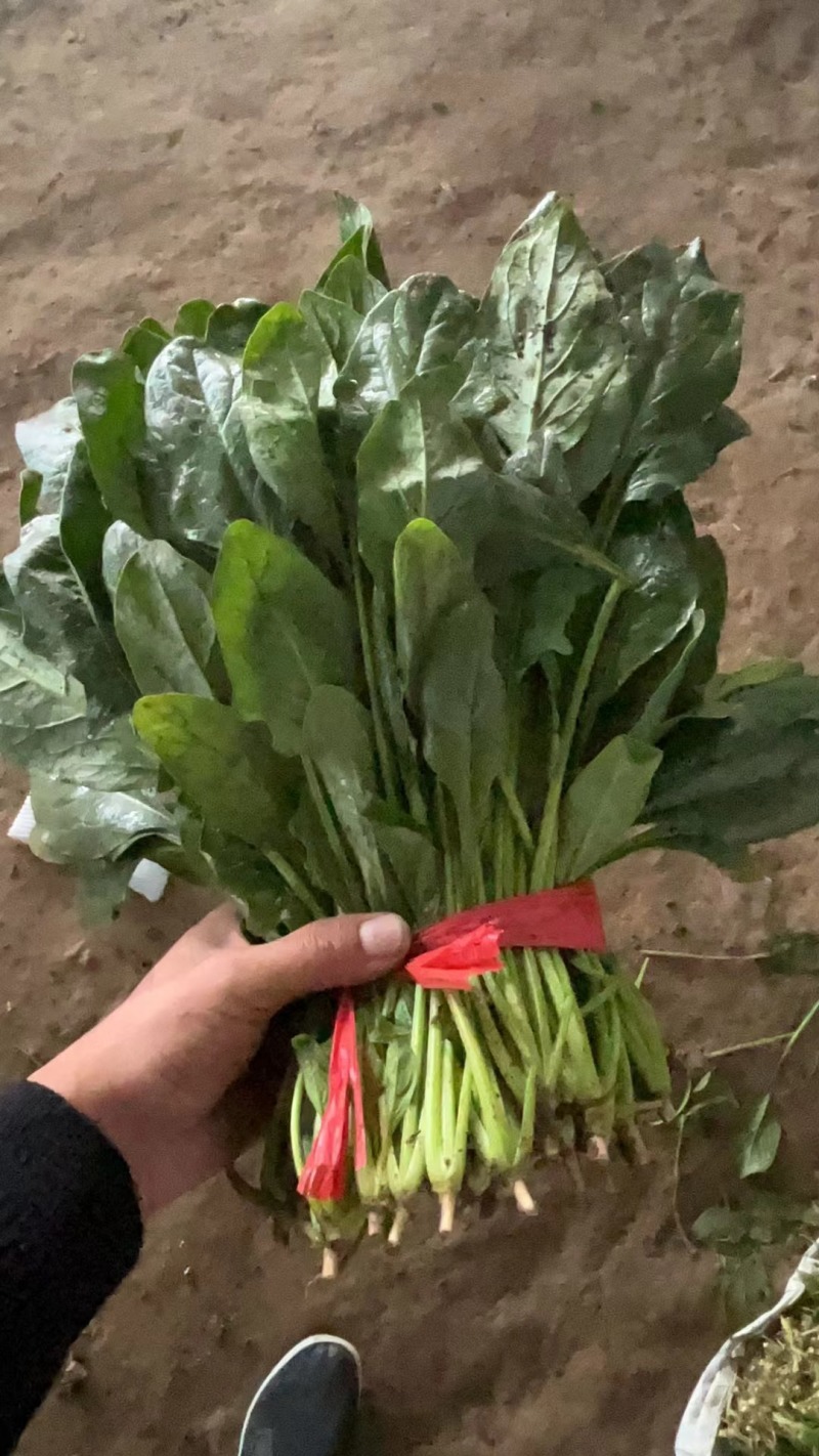菠菜，我们这里的菠菜种植历史悠久，货量大，品质好