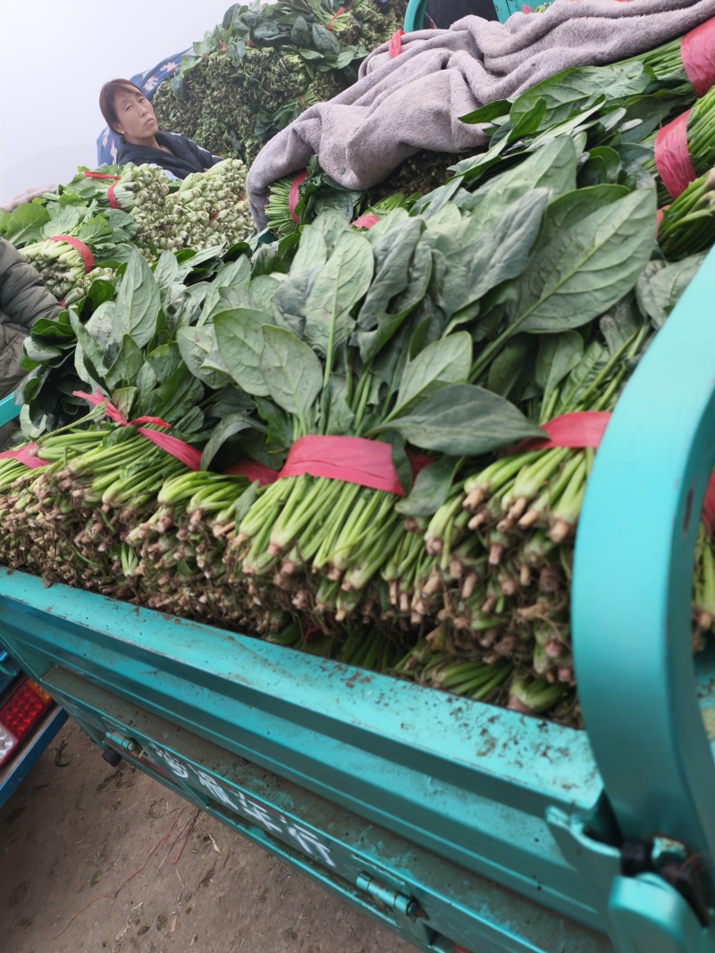 菠菜，我们这里的菠菜种植历史悠久，货量大，品质好