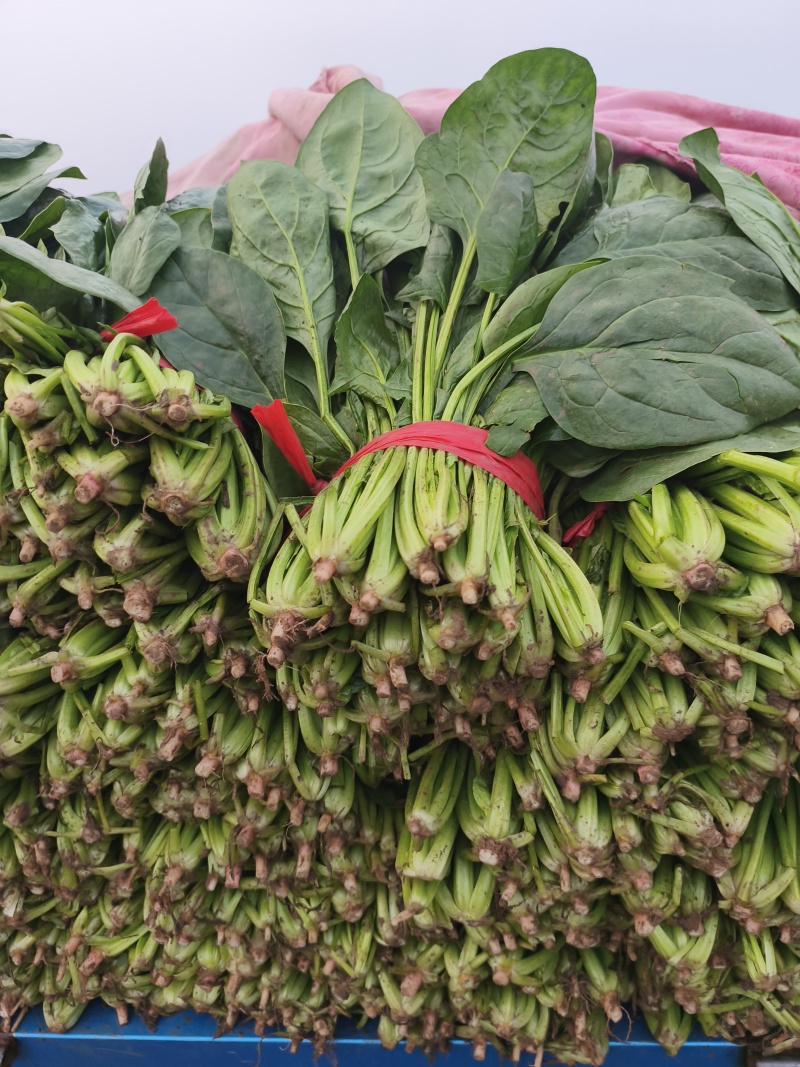 菠菜，我们这里的菠菜种植历史悠久，货量大，品质好