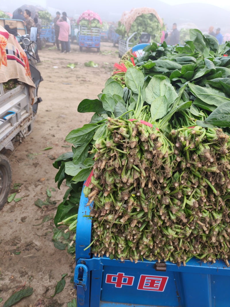 菠菜，我们这里的菠菜种植历史悠久，货量大，品质好