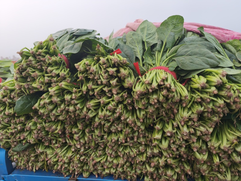 菠菜，我们这里的菠菜种植历史悠久，货量大，品质好