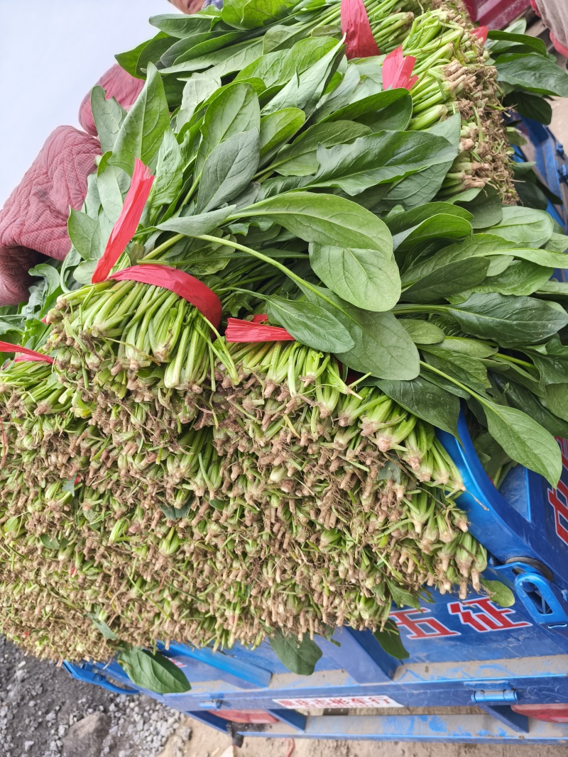菠菜，我们这里的菠菜种植历史悠久，货量大，品质好