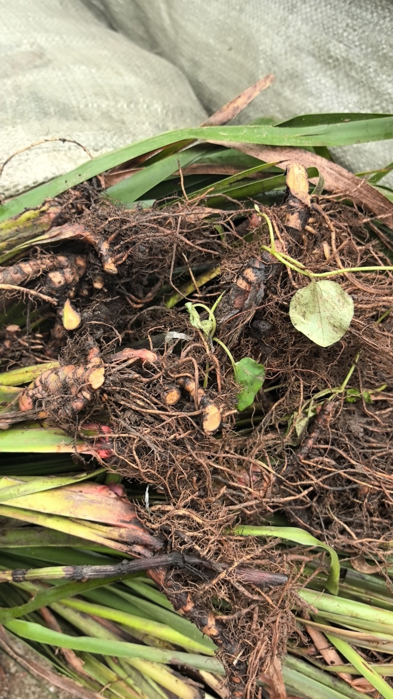 石菖蒲三年苗，它是草本植物，好种易管理，