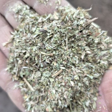精品花生秧叶粉大量上市多要优惠欢迎来电咨询