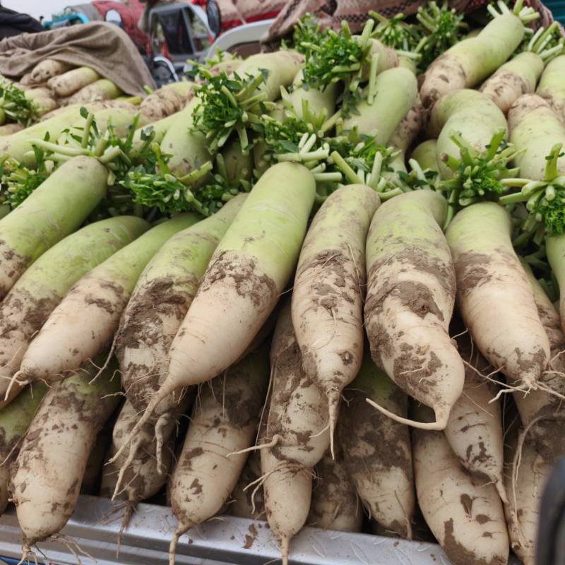 我们这里种植的露头青萝卜面具大，品质有保证，种植历史悠久
