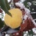 黄桃（雪黄金）全国*晚熟
