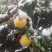 黄桃（雪黄金）全国*晚熟