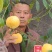 黄桃（雪黄金）全国*晚熟