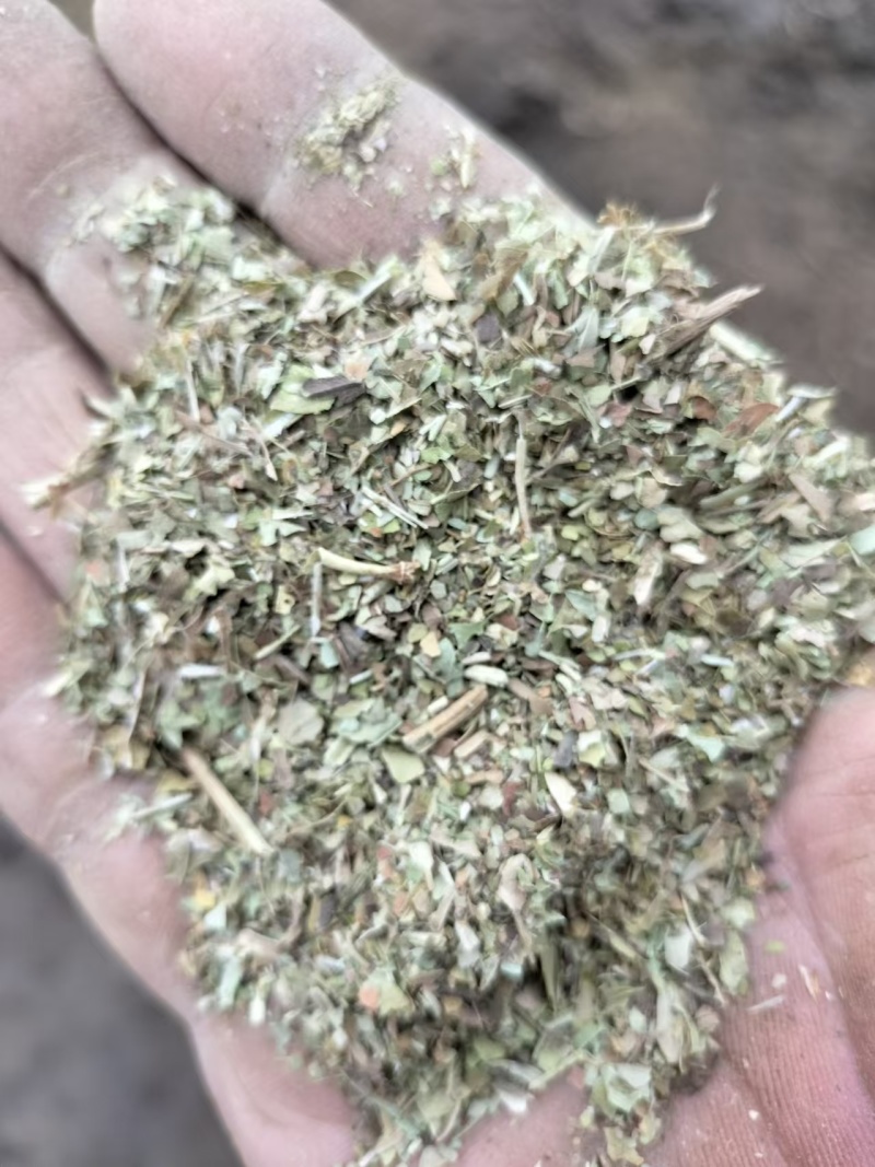 精品花生秧叶粉大量上市多要优惠欢迎来电咨询