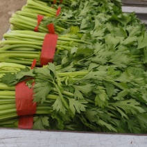 芹菜，我们这里种植的芹菜质量好，品质有保证