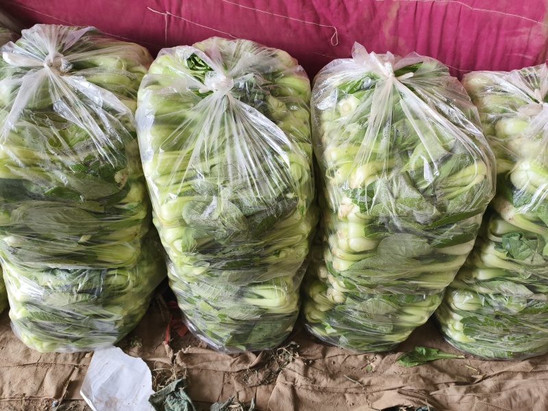 油菜，我们这里种植油菜面具大，种植历史悠久，品质有保证