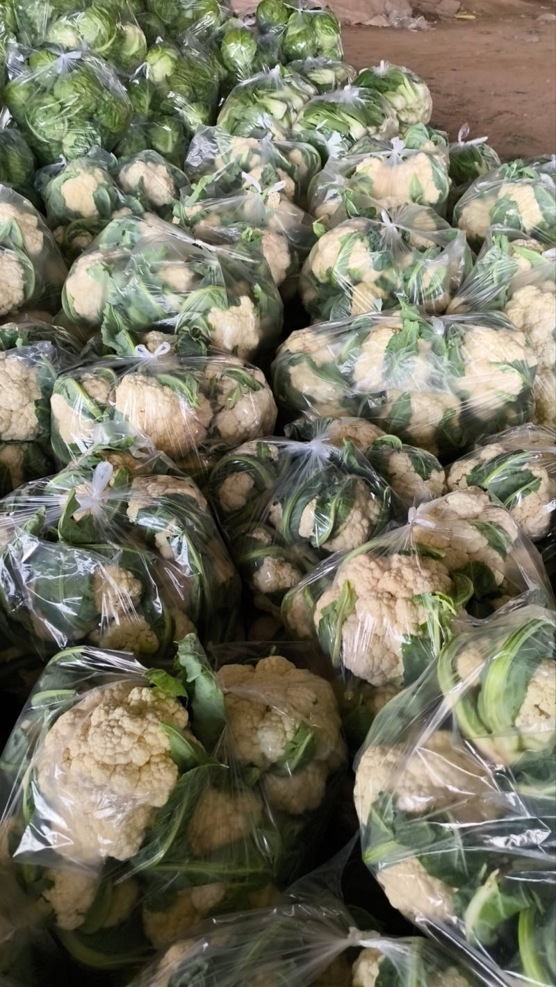 我们这里种植的有机花历史悠久，面具大，品质好