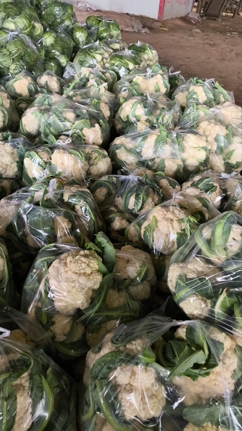 我们这里种植的有机花历史悠久，面具大，品质好